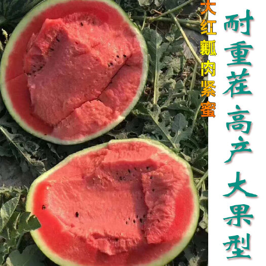 樟树市花皮西瓜种子 特大西瓜种子中野盛世大果型不裂瓜双红瓤皮薄耐重茬货架期长原装