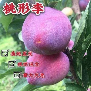 平邑县桃形李苗  新品种桃形李子苗嫁接苗包品种南北均可种植产量高包