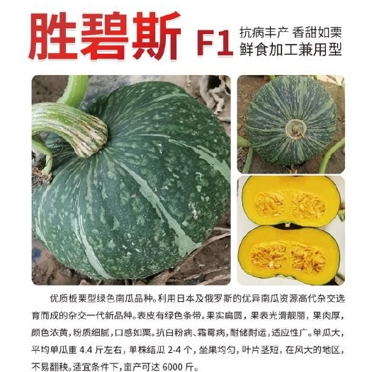 哈尔滨爱碧斯南瓜种  胜碧斯南瓜—抗病丰产、香甜如栗，鲜食加工兼用型南瓜品种