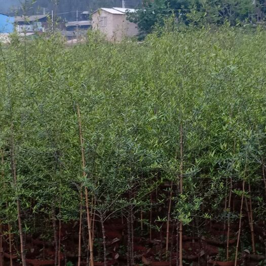 通海县云南柳  柳树 鬼柳树 盆景 造景 美化 绿化清新净化空气 绿植盆栽