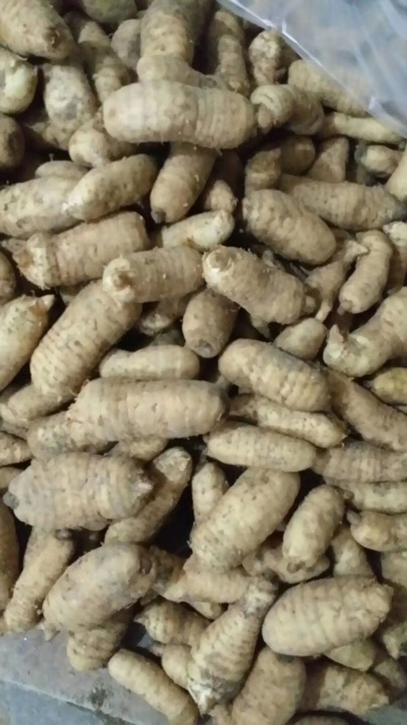 鲜天麻，产地直销，红天麻，杂交，纯乌，规格自选，各种规格的都
