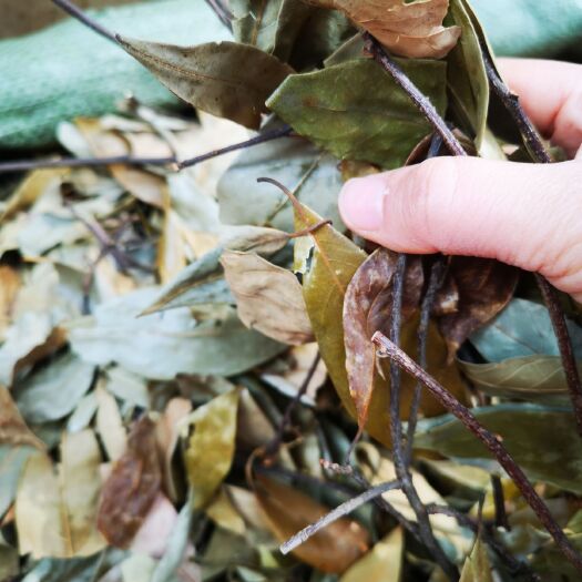 巴中 老鹰茶火锅底料专用