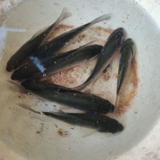 长期供应，中科三号鲫鱼苗，欢迎养殖户订购