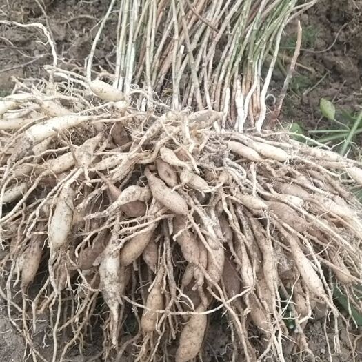 玉林天门冬  大量供应天冬分株苗