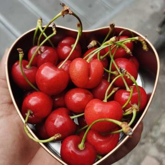 佛山澳洲车厘子Cherry hill  智利车厘子金盒装25—250g礼品盒