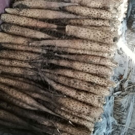 平度市白玉山药  白玉口感面山药产地直供，一手货源