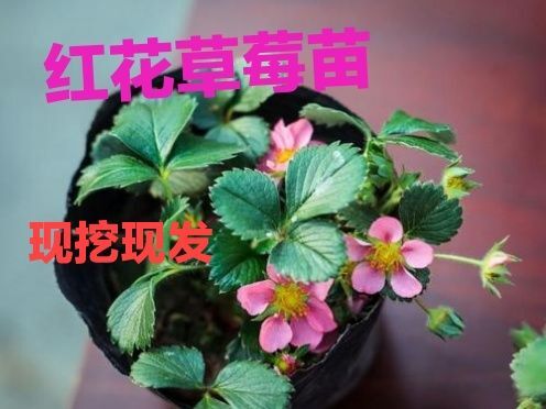 平邑县粉红公主草莓苗  红花草莓苗四季草莓苗庭院盆栽奶油草莓地栽盆栽可食用观果植物