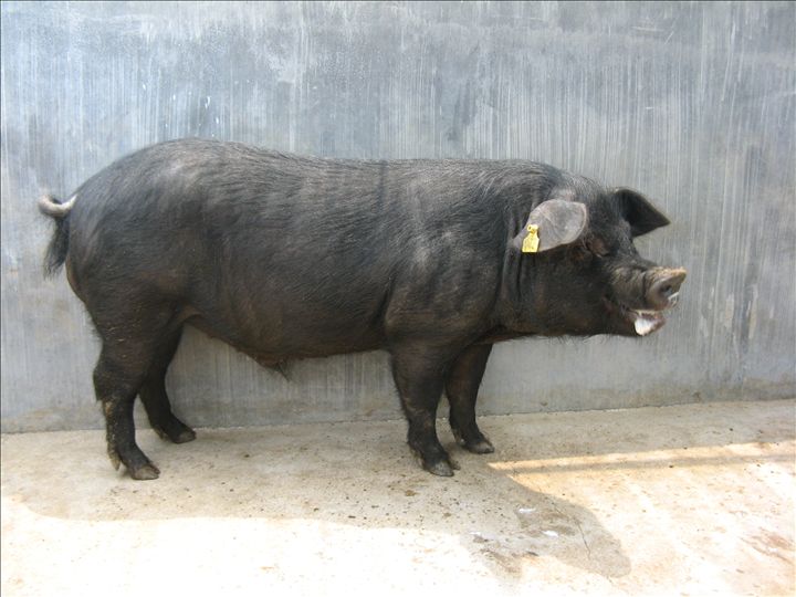 德保黑猪 大寨散养猪,存粮食饲喂,来自农家自然生长猪肉