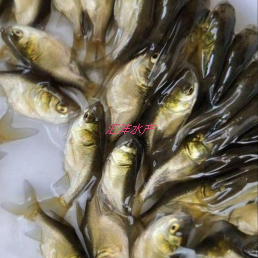 大口鯰魚(yú)苗  雜交大口鯰，品質(zhì)優(yōu)良，全國(guó)發(fā)貨！！