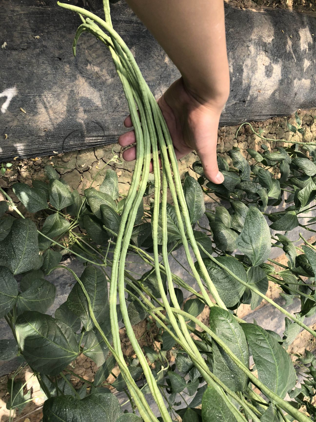夏邑县绿长丰豆角种子，翠绿条，条长90厘米，长可达1米，耐老化
