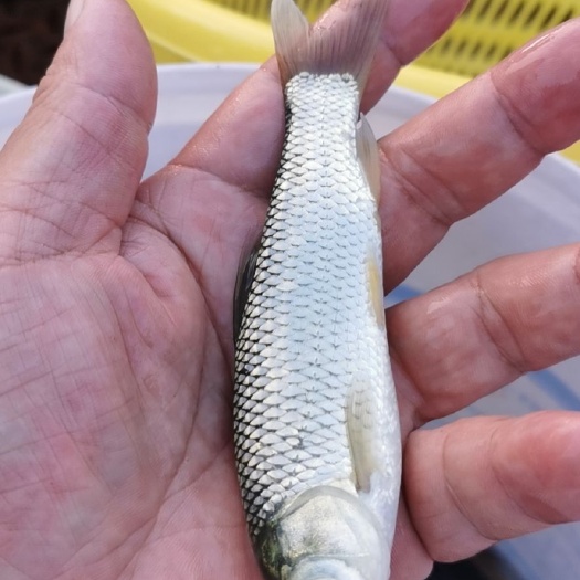 南宁网箱草鱼水库草鱼  草鱼苗