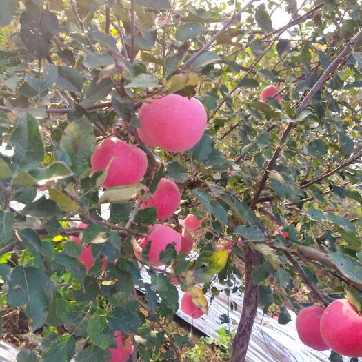 莱西市红富士苹果  果型好看，口感脆甜