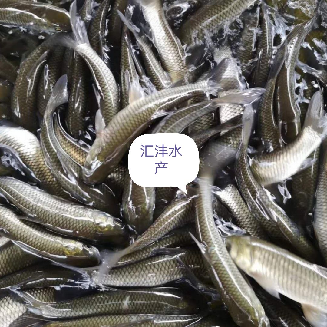 优良品种，红罗非 彩虹鲷 技术跟踪，全国发货！！
