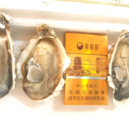 佛山三倍体生蚝  精品乳山生蚝1.5+  专人取货  价格实惠，