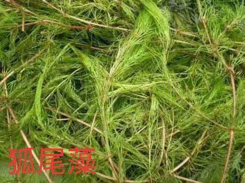 安新县苦草  狐尾藻种植，水体净化，水体绿化，全国种植