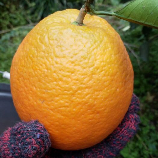 保靖县纽荷尔脐橙 橙个大饱满、果皮橙黄悦目，皮薄肉厚，果肉水润