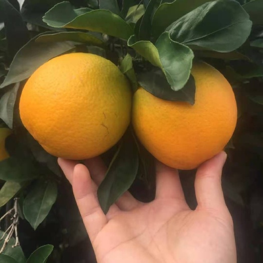 阳朔县纽荷尔脐橙苗 脐橙苗