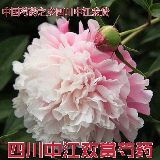 中江县多花芍药  中江鲜切芍药花