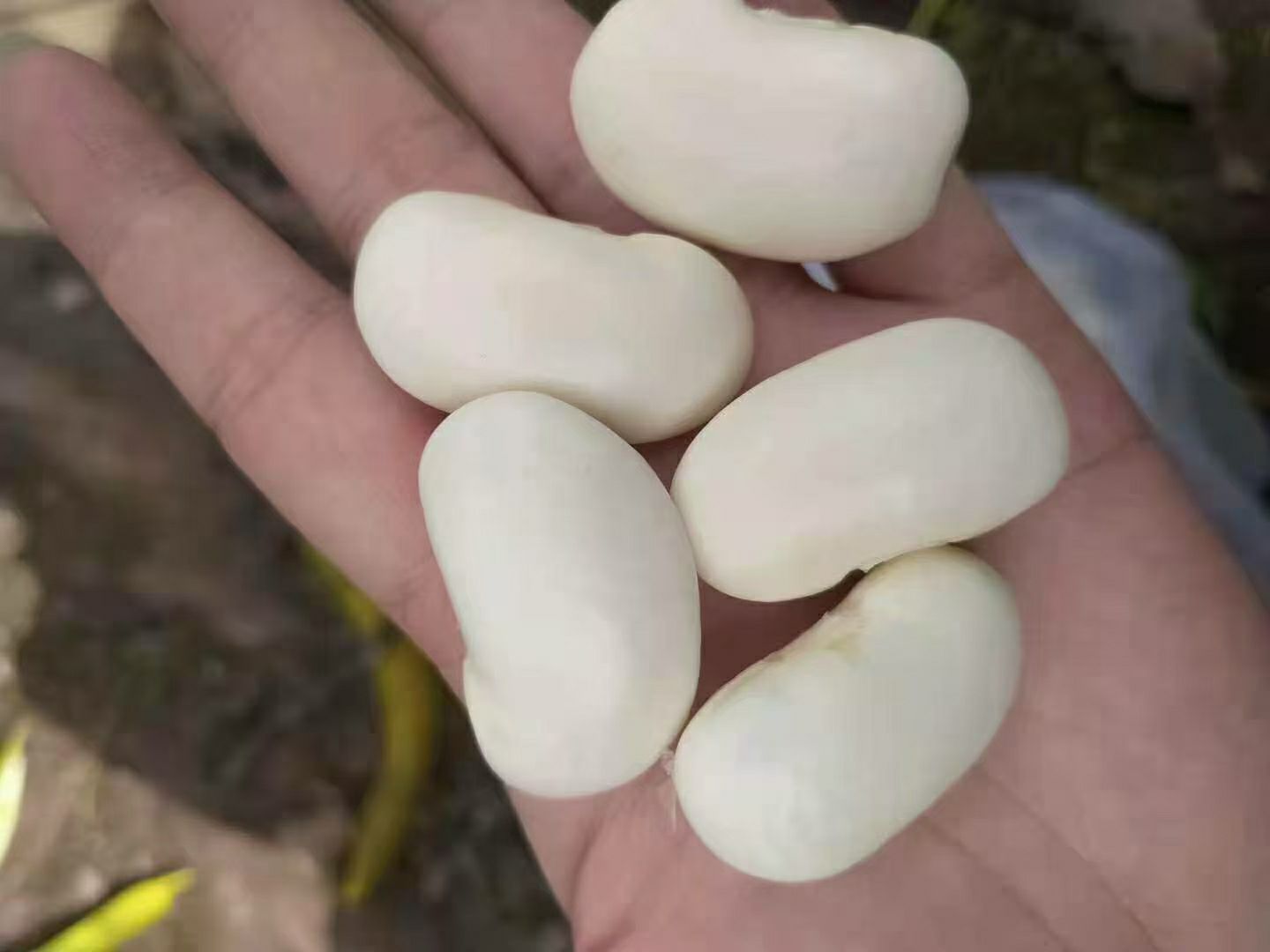 玉龙纳西族自治县白玉豆 高原特产