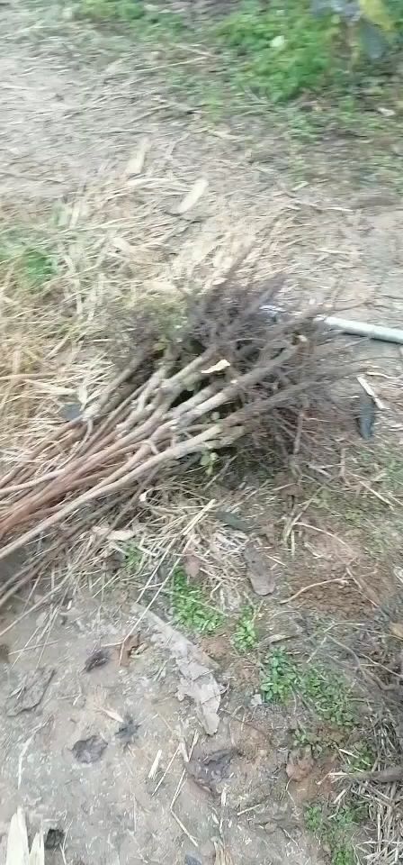 扶风县日本斤柿子树苗 