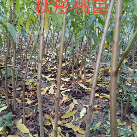 邹城市秋彤桃树苗，一年苗，二年生桃树苗，
