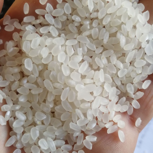 绥化金龙鱼大米 东北大米珍珠米长粒香稻花香米常年供货