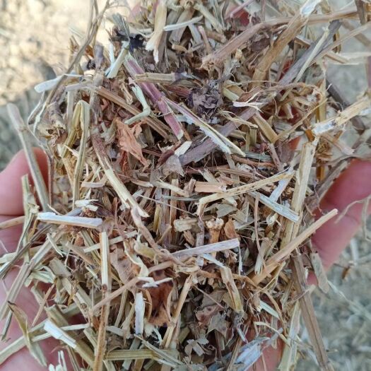 南阳花生秧 无霉无土青色