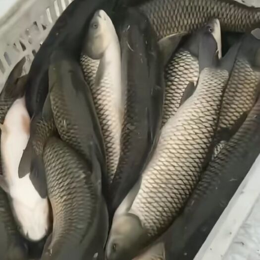 广州水库草鱼鲤鱼