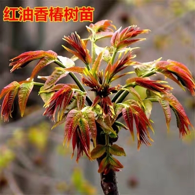 平邑县红油香椿苗品种纯正大棚露天栽培成活率高基地直销
