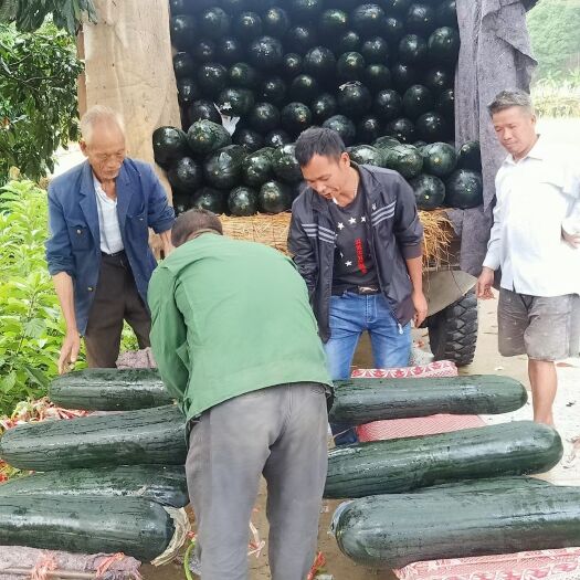 钦州产地黑皮冬瓜大量上市，个头均匀，瓜身油靓