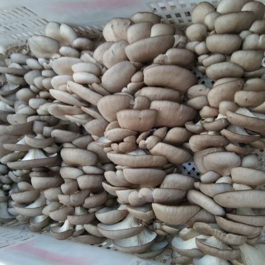 民权县 精品蘑菇，无杂质，今日平菇实图，欢迎各大老板采购