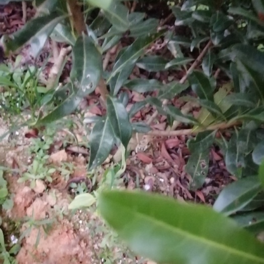 始兴县东魁杨梅树苗  广东韶关始兴东魁杨梅苗