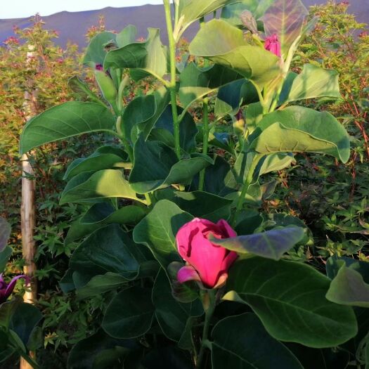 上蔡县紫玉兰  新品种玉兰《郁金香》花好看花瓣又大