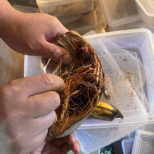 四会市蝉蛹 材料陆续进场，全力筹备万分准备去赢得一分信任与支持，后续场地