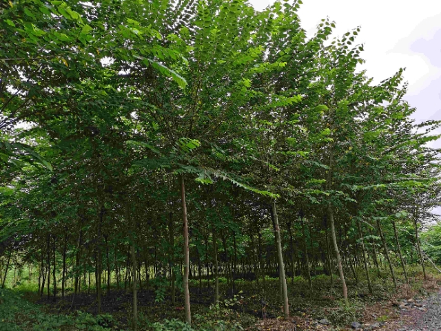 3公分青檀树 4公分青檀树 檀木 中国青檀树原产地