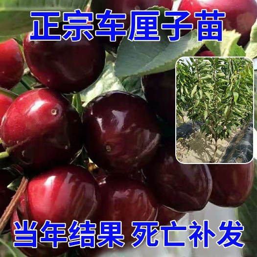 平邑县俄罗斯8号樱桃苗  俄罗斯八号樱桃苗，抗寒能力强，基地自繁自育，免费提供种植技术