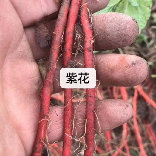 莒县丹参种苗 提供技术支持，保障回收，质量保障，信誉第一