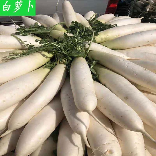 禄丰市自家白萝卜出售，需要联系量大优惠