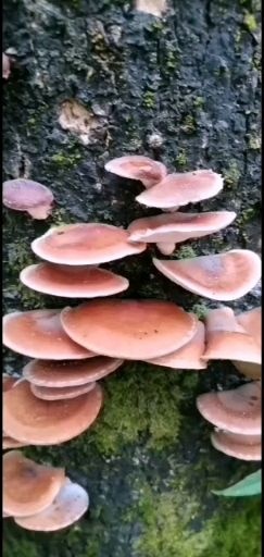 华坪县 野生蘑菇