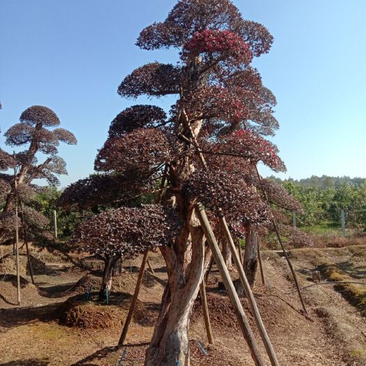 浏阳市双面红 造型桩红继木