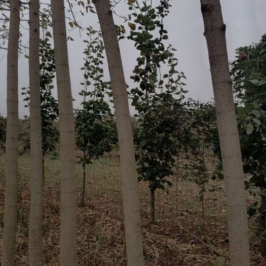 周口金叶复叶槭 自家土地种植的，无中间商，可实地考察