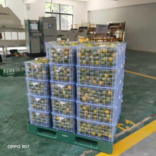 隆安县贡桔 装清洗打蜡抛光分级，面果贴小标30斤筐装，无盖，套内膜。