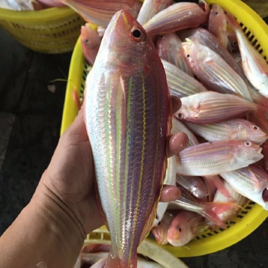 琼海市深海红杉鱼
