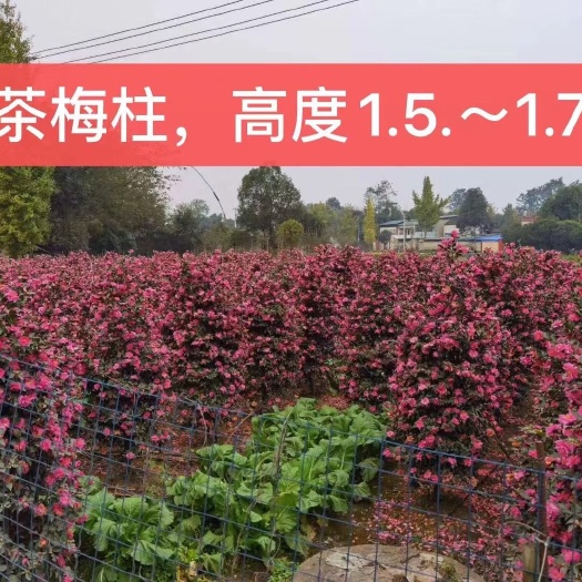 什邡市茶梅柱