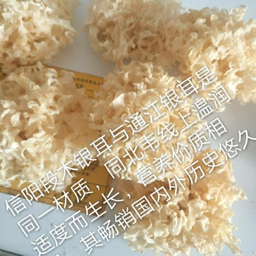 信阳通江银耳  段木银耳