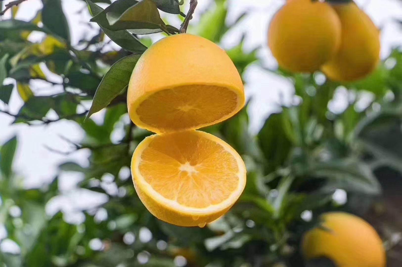龙南市江西赣南脐橙，个头均匀，水分充足，生态华有机堆肥种植