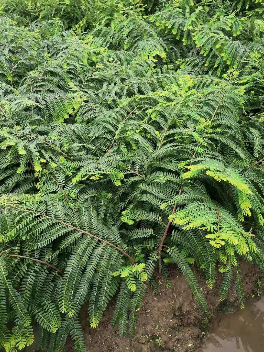 余甘果苗  余甘果嫁接苗产量高挂果快