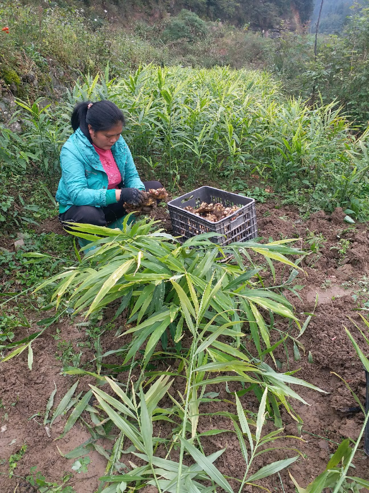 姜薯植物图片