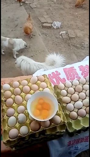 潢川县草鸡蛋  茶园散养土鸡蛋，原粮食喂，