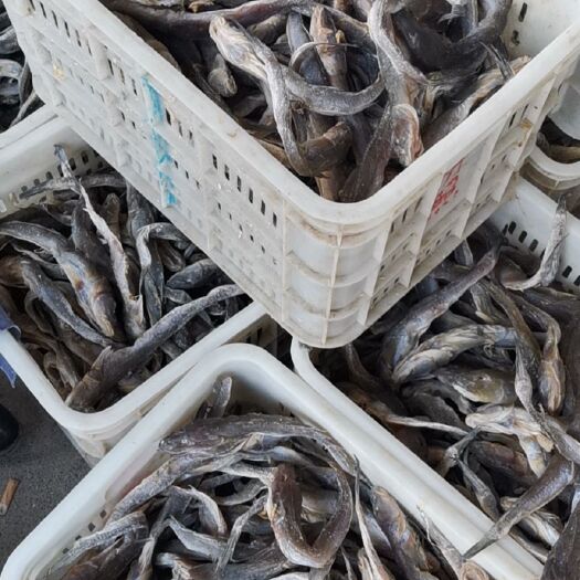 滨州腌/咸鱼 腌渍水产品  狗光鱼也叫油光鱼（咸鱼），渤海湾渔船打捞腌制晾晒而成